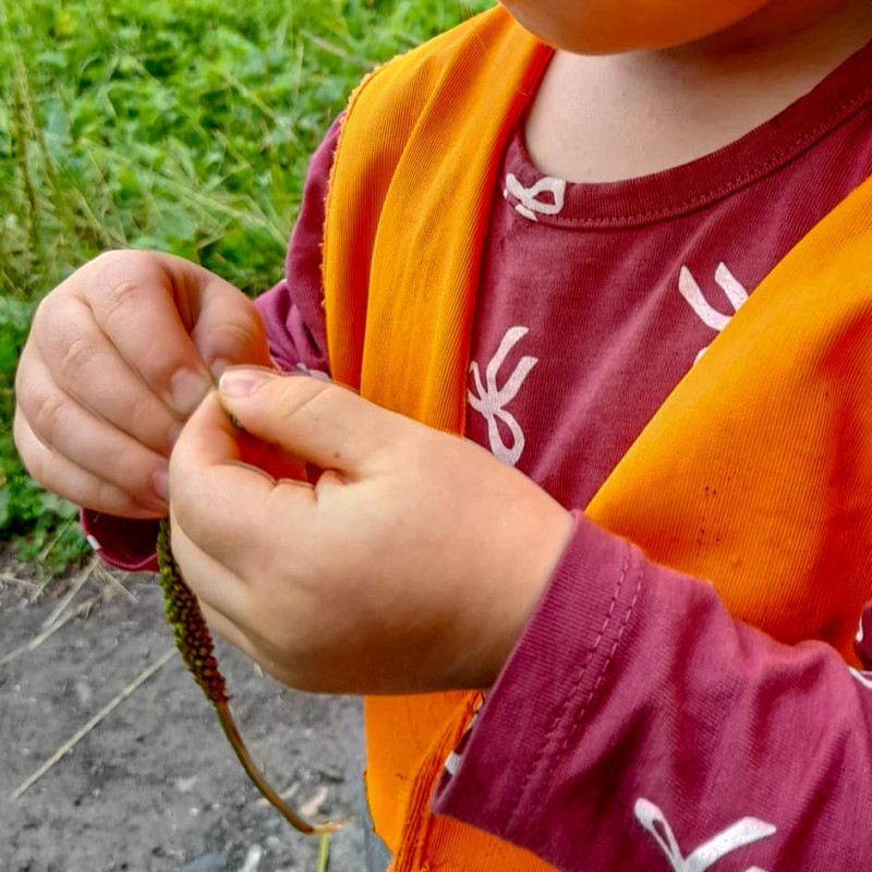 Experimente mit Wildpflanzen