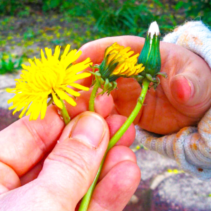 Gemeinsam die Natur erforschen