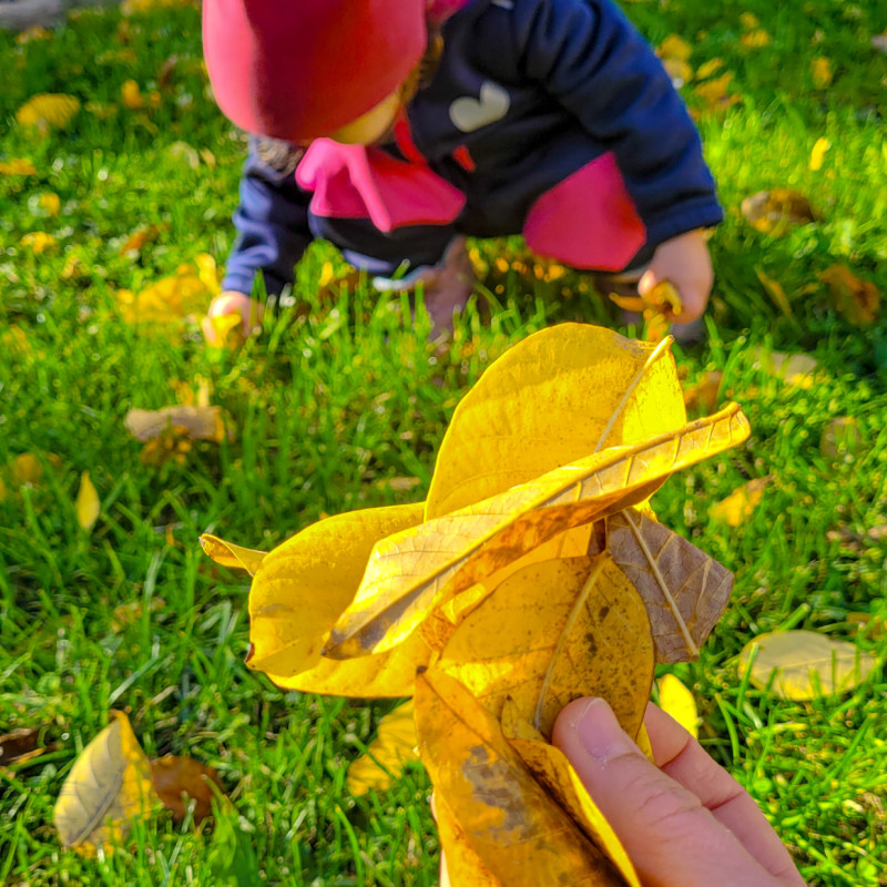 Blättergeraschel im Herbst